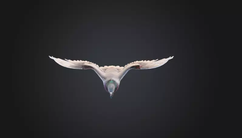 Flying Pigeon Low-poly 3D model_9