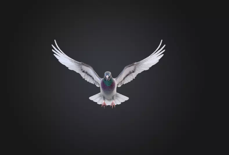 Flying Pigeon Low-poly 3D model_1