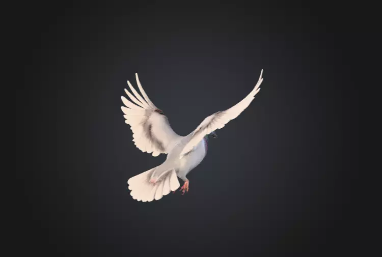 Flying Pigeon Low-poly 3D model_4