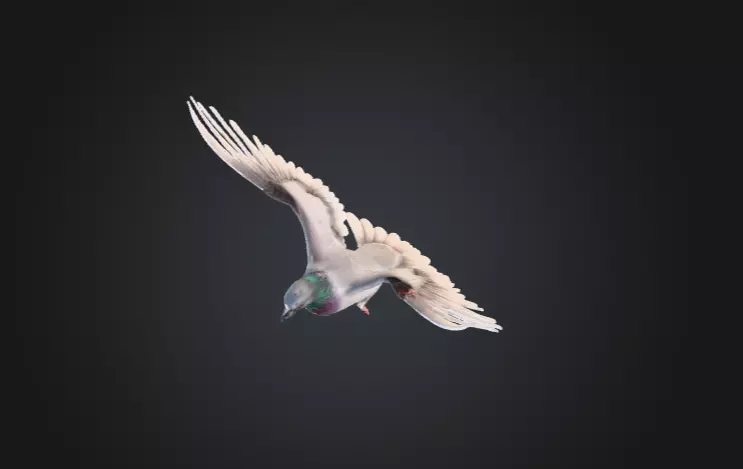 Flying Pigeon Low-poly 3D model_10