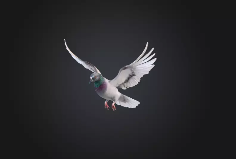 Flying Pigeon Low-poly 3D model_8
