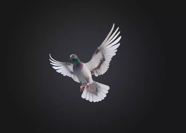 Flying Pigeon Low-poly 3D model_14