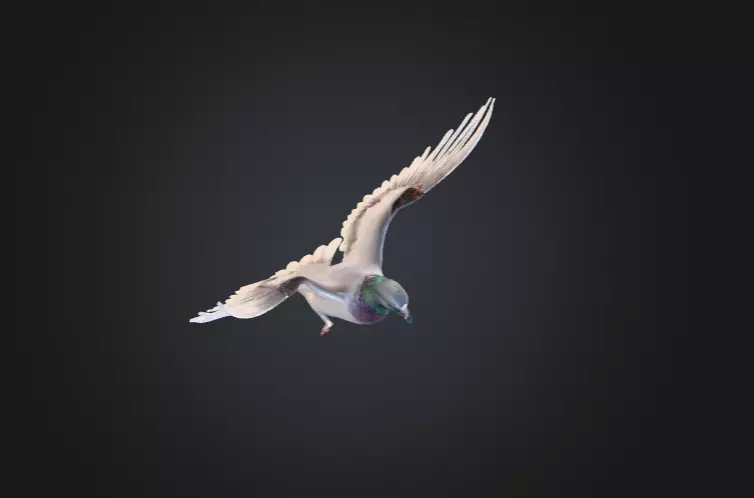Flying Pigeon Low-poly 3D model_11