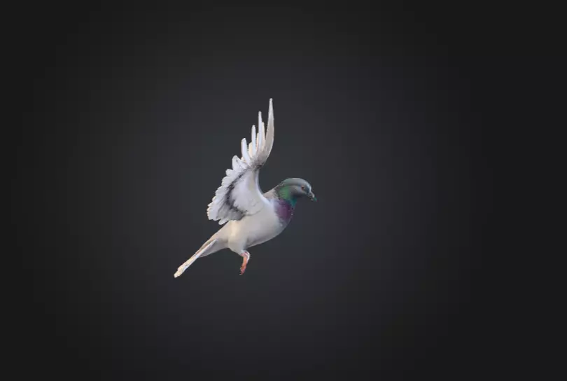 Flying Pigeon Low-poly 3D model_3