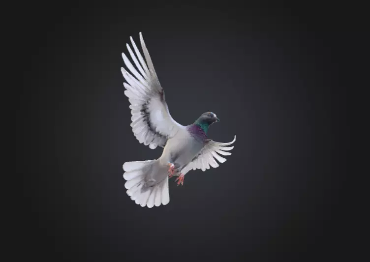Flying Pigeon Low-poly 3D model_13