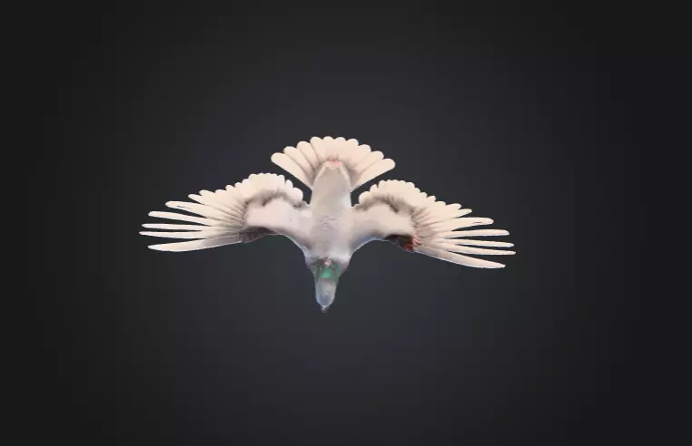 Flying Pigeon Low-poly 3D model_15