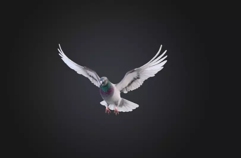 Flying Pigeon Low-poly 3D model_0