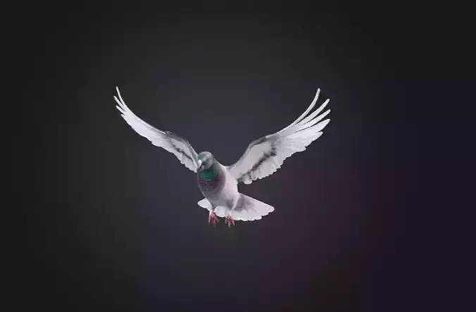 Flying Pigeon Low-poly 3D model Flying Pigeon Low-poly 3D model