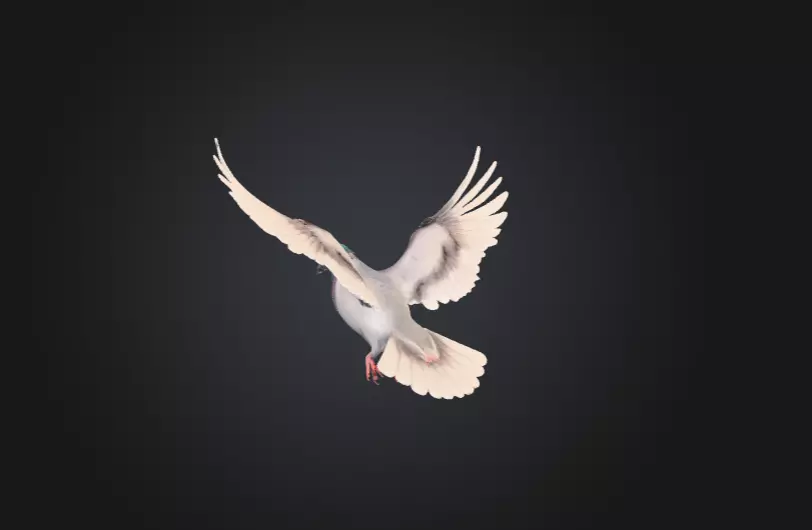 Flying Pigeon Low-poly 3D model_6