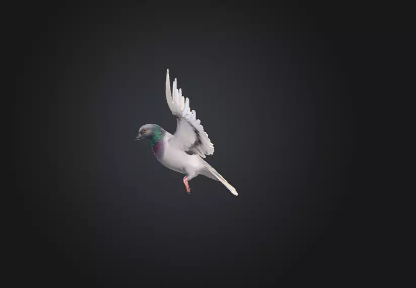 Flying Pigeon Low-poly 3D model_7