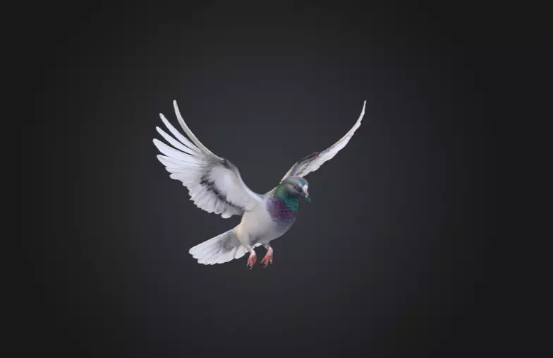 Flying Pigeon Low-poly 3D model_2