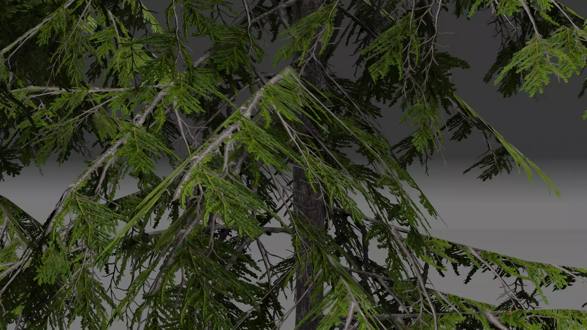 ROBLOX Realistic Douglas Fir Forest Tree Pack Low-poly 3D model_8