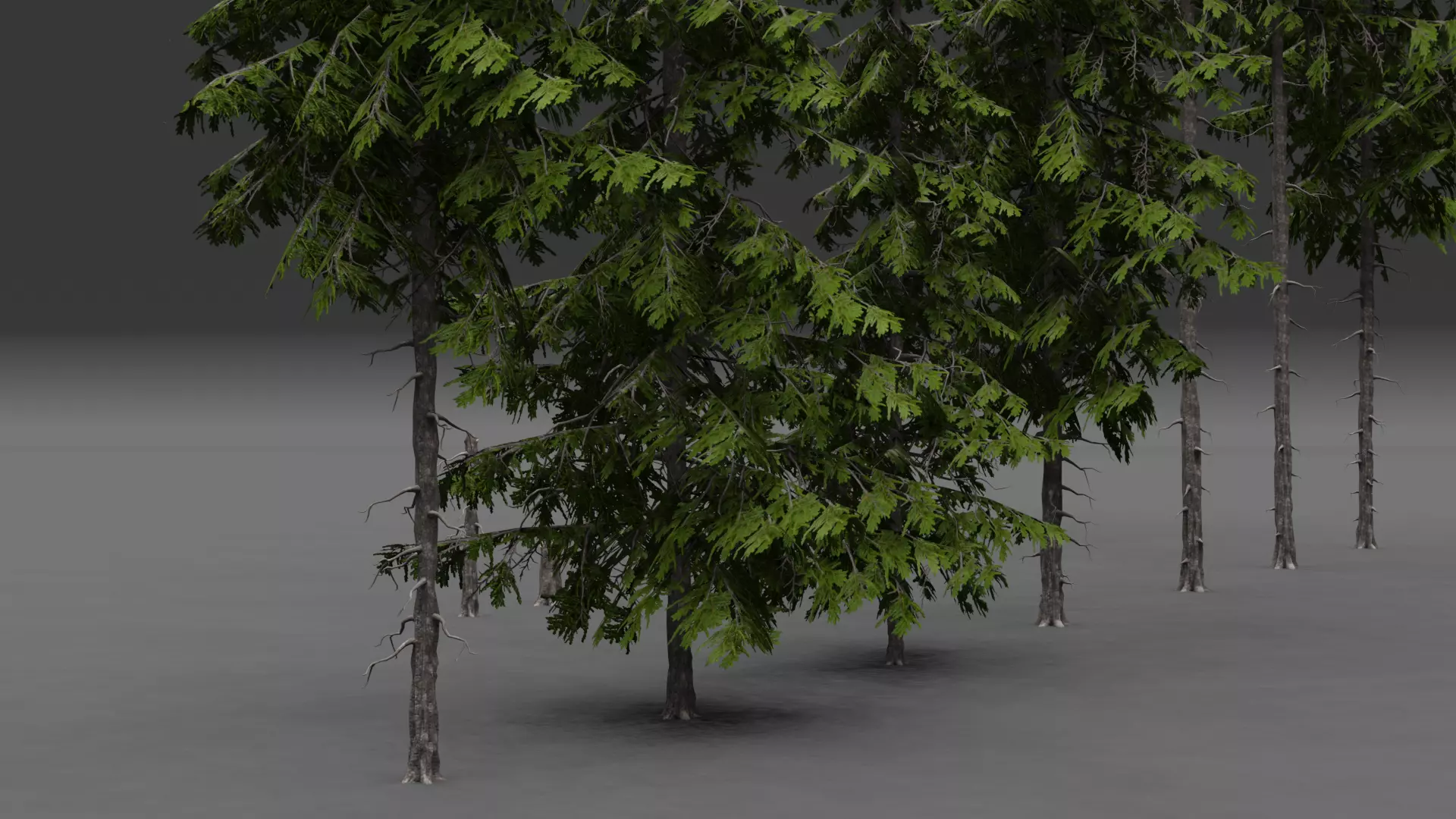 ROBLOX Realistic Douglas Fir Forest Tree Pack Low-poly 3D model_6