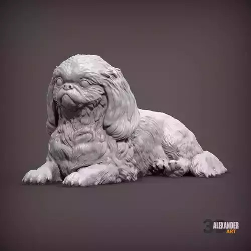 Pekingese is lying down