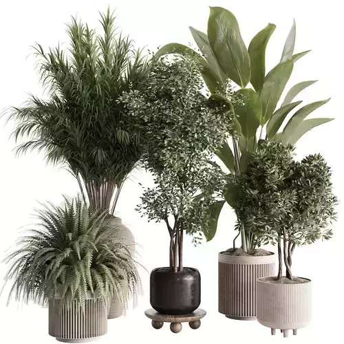 indoor plant Set 151