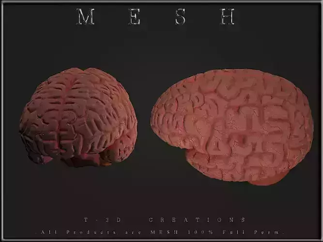 Brain