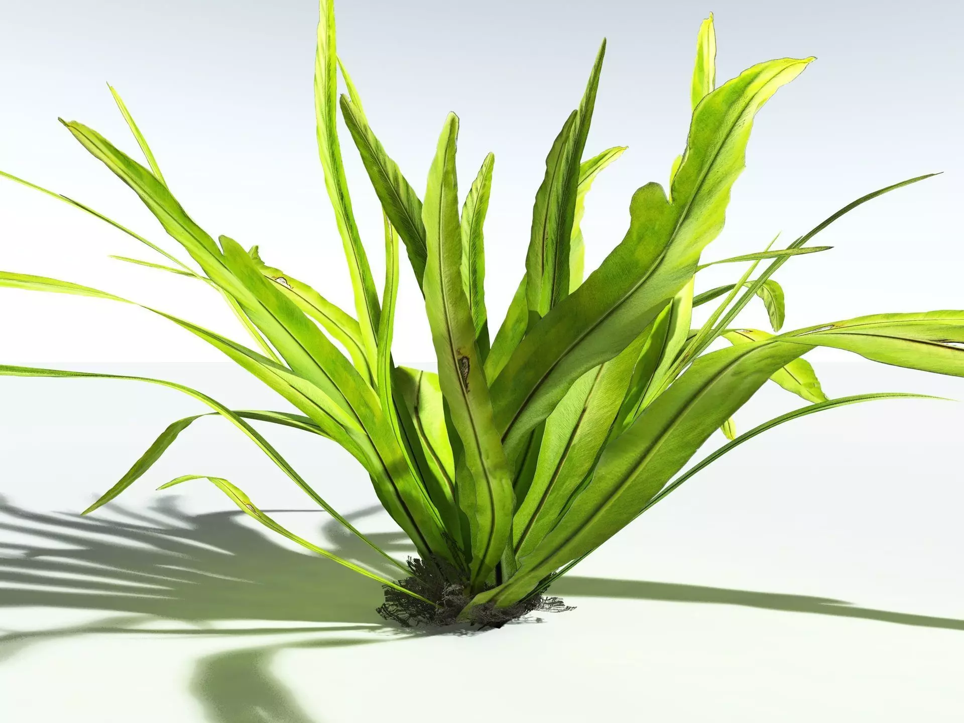 EVERYPlant Birds Nest Fern 3D model_23
