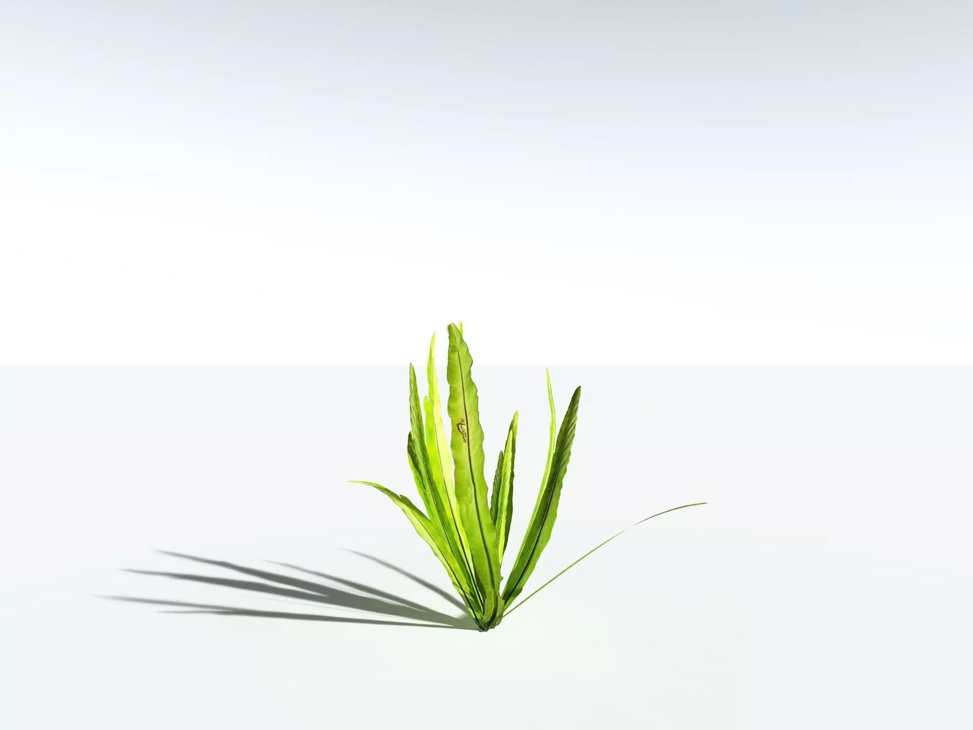 EVERYPlant Birds Nest Fern 3D model_27