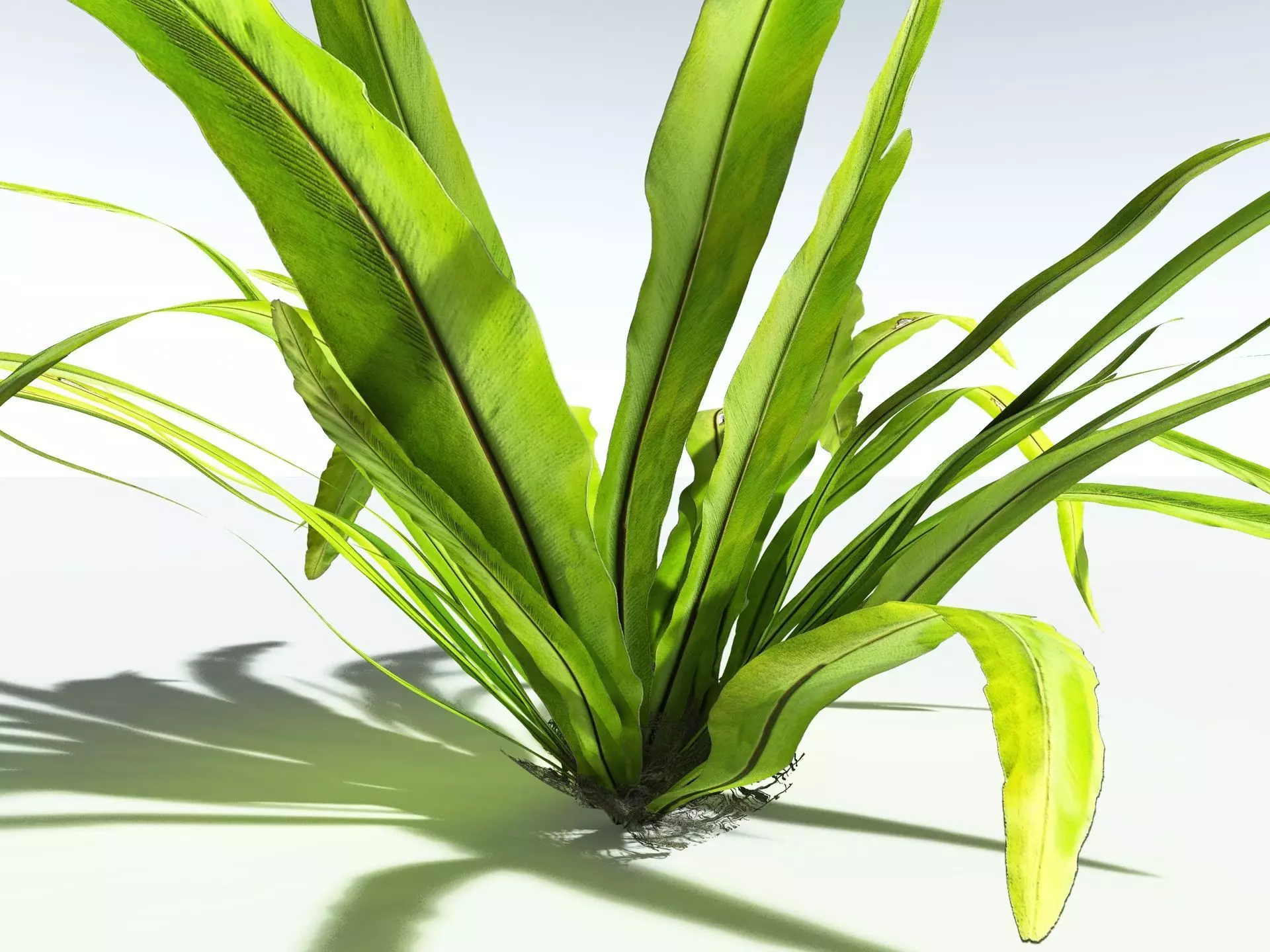 EVERYPlant Birds Nest Fern 3D model_3