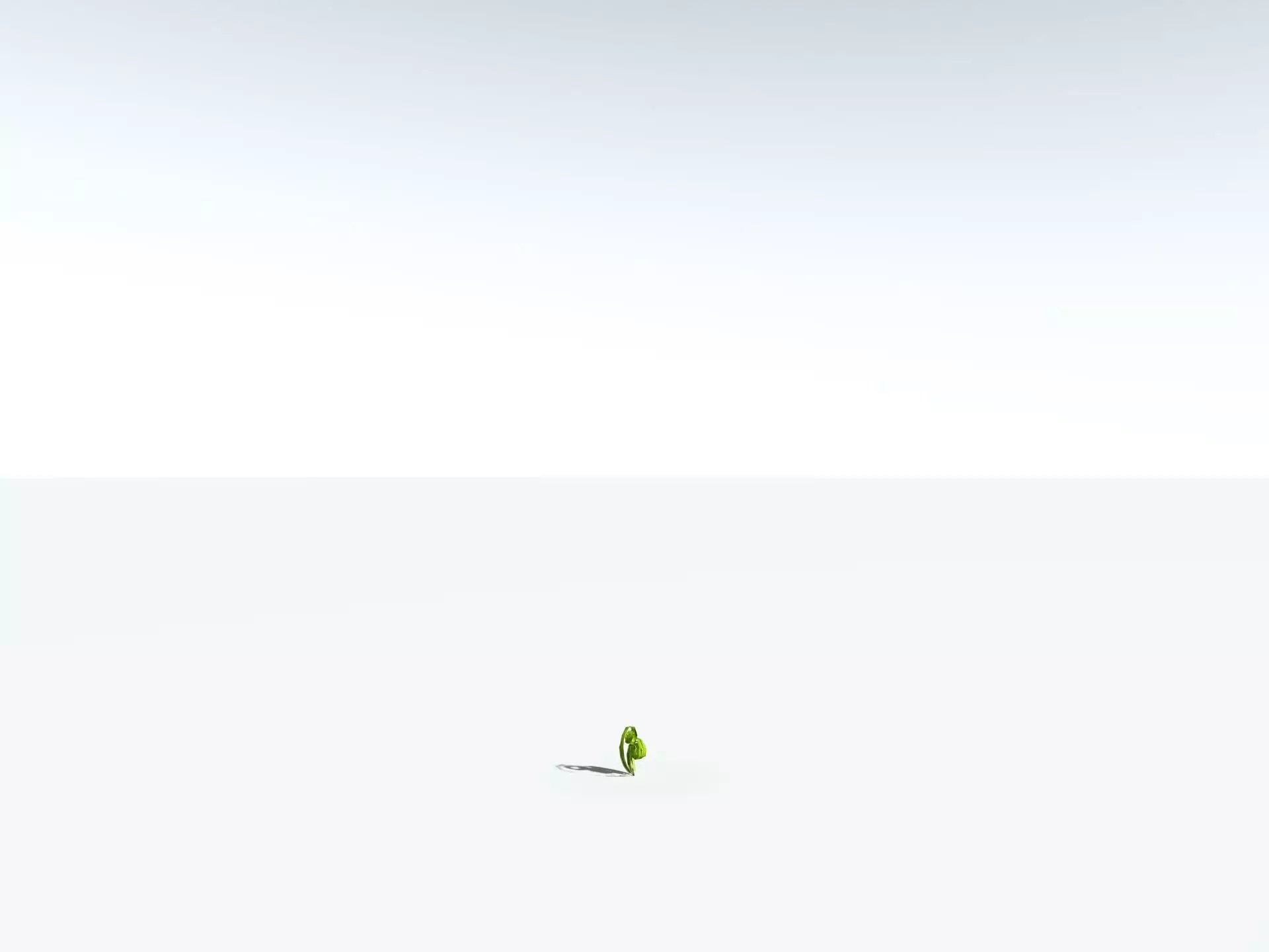 EVERYPlant Birds Nest Fern 3D model_30