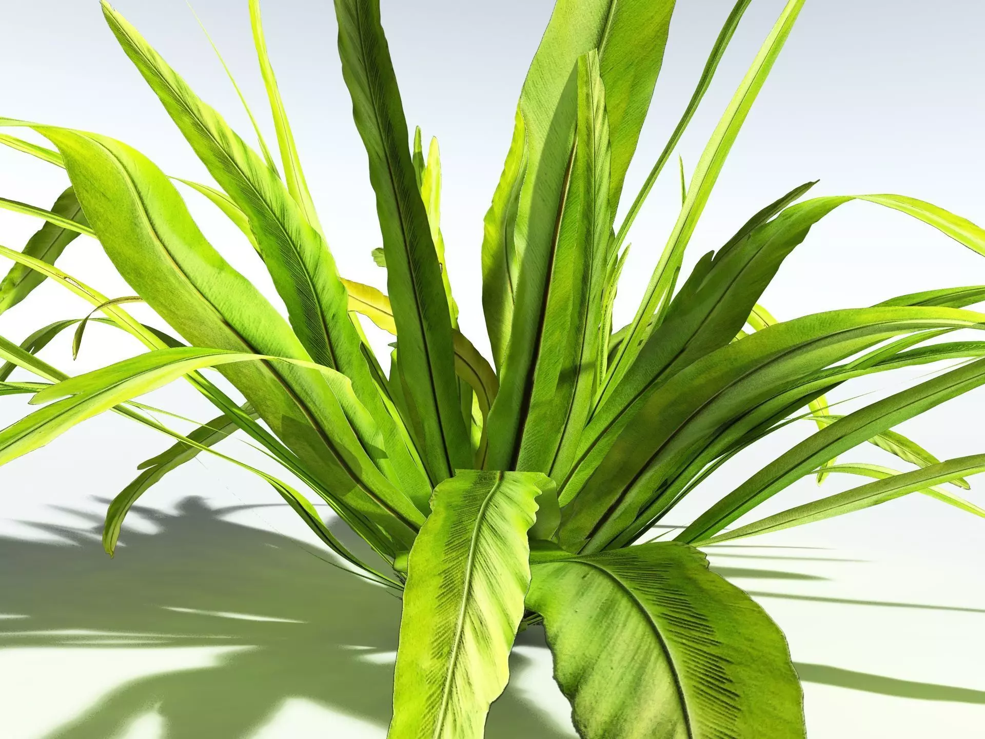 EVERYPlant Birds Nest Fern 3D model_5