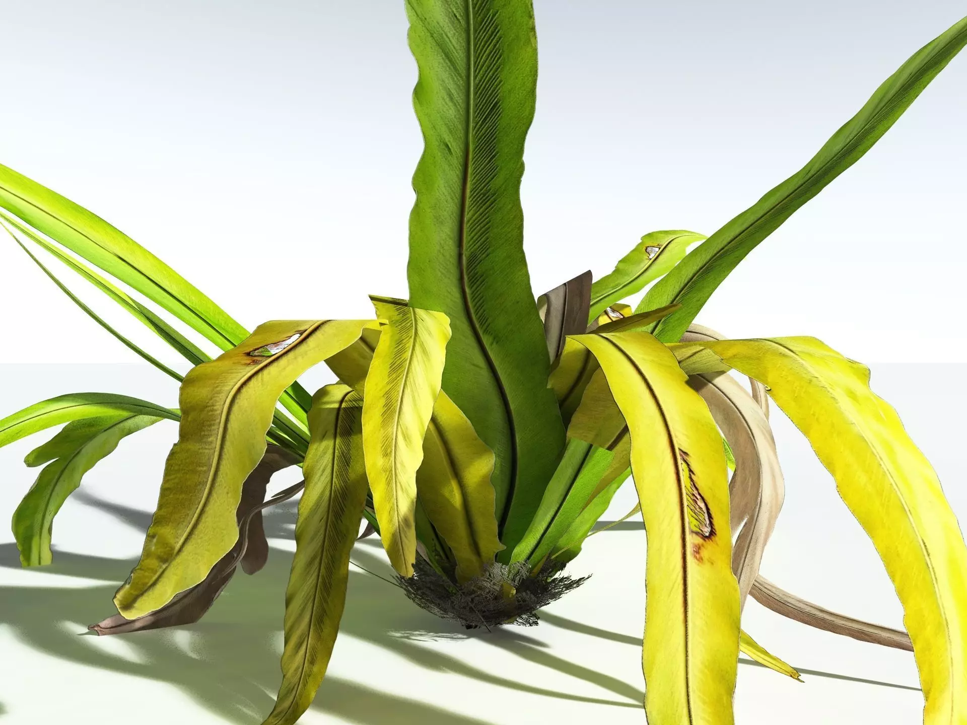 EVERYPlant Birds Nest Fern 3D model_15