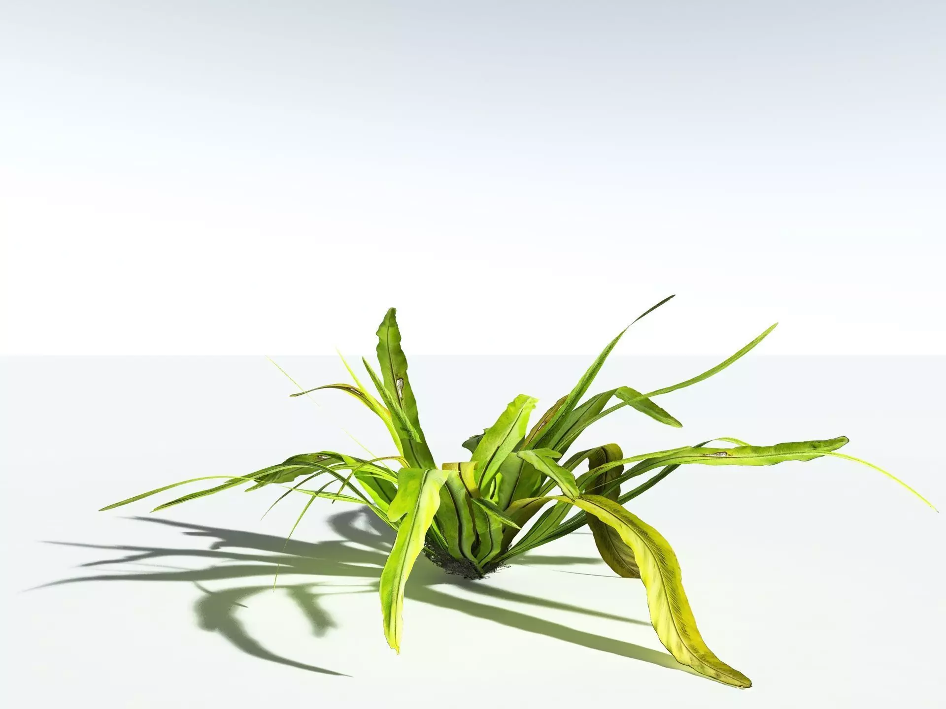 EVERYPlant Birds Nest Fern 3D model_12
