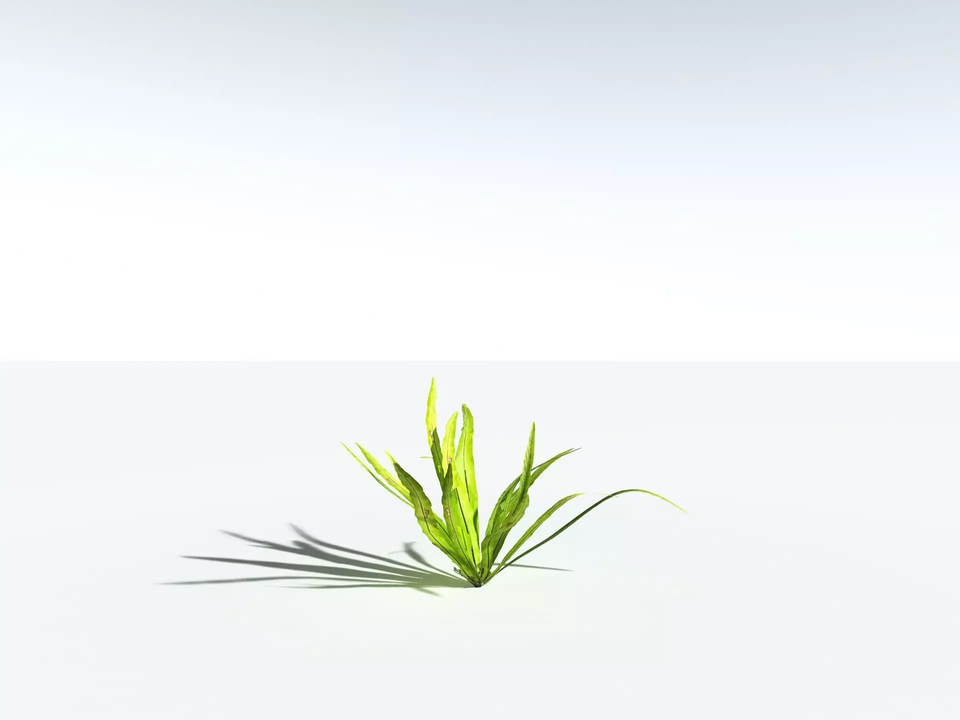 EVERYPlant Birds Nest Fern 3D model_24