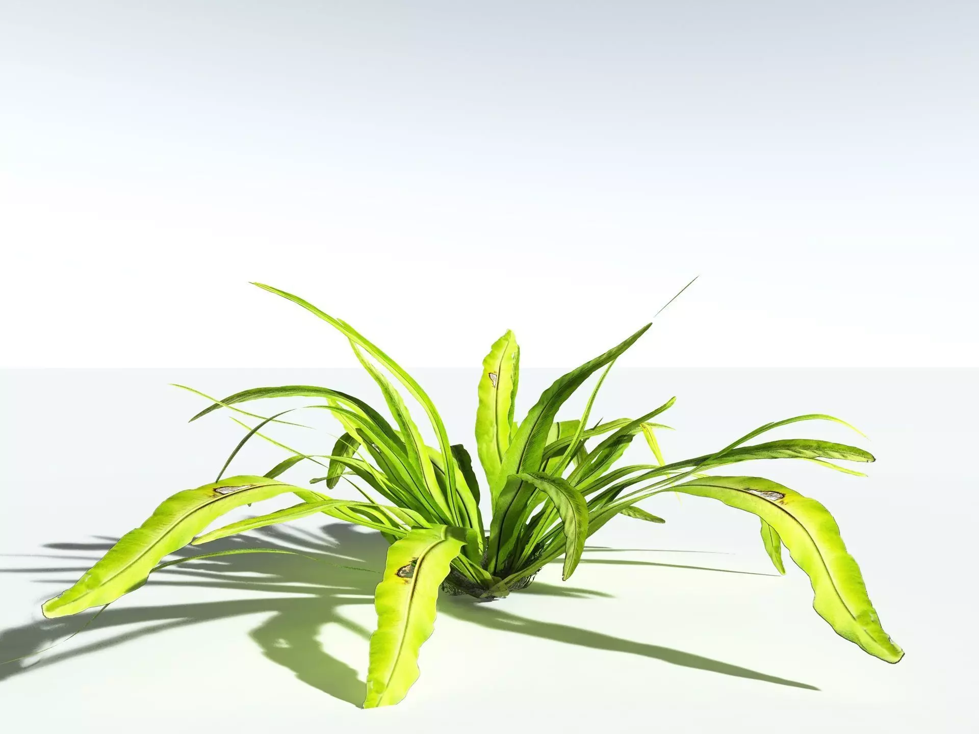 EVERYPlant Birds Nest Fern 3D model_20
