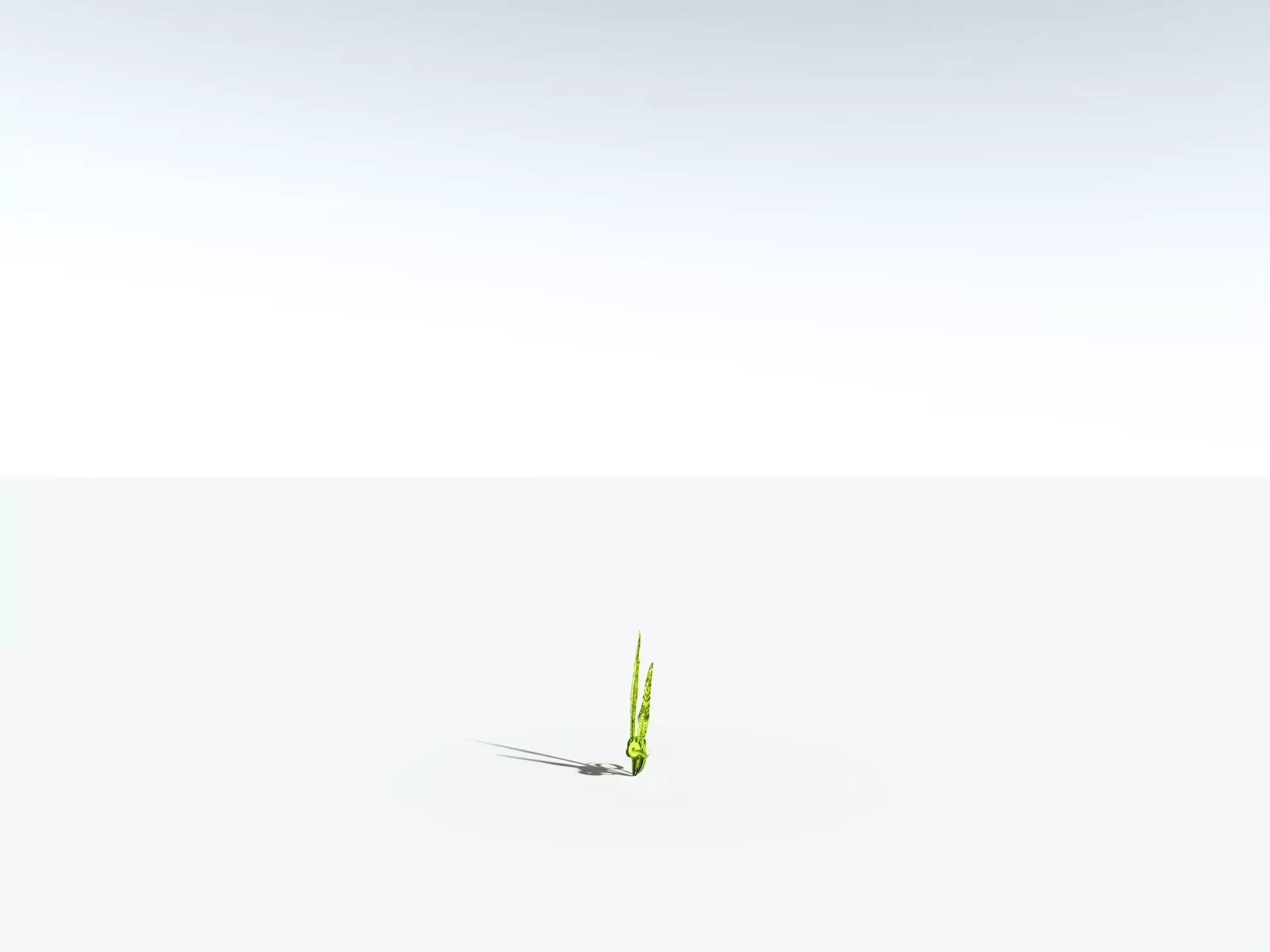 EVERYPlant Birds Nest Fern 3D model_28