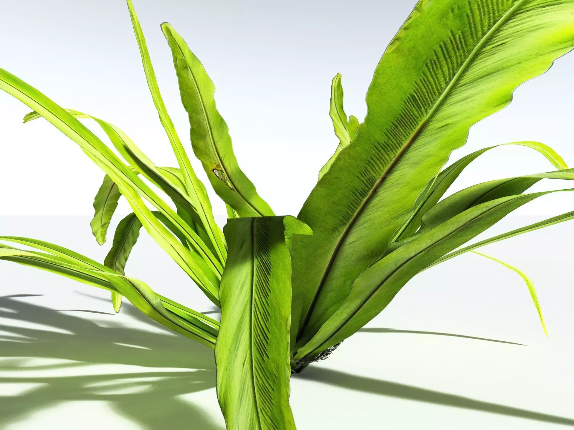 EVERYPlant Birds Nest Fern 3D model_9
