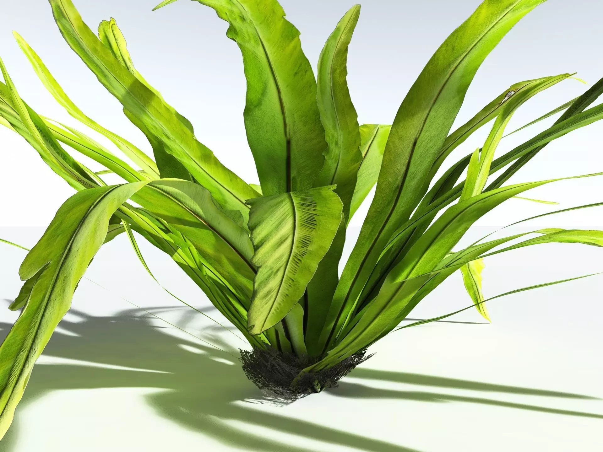 EVERYPlant Birds Nest Fern 3D model_11