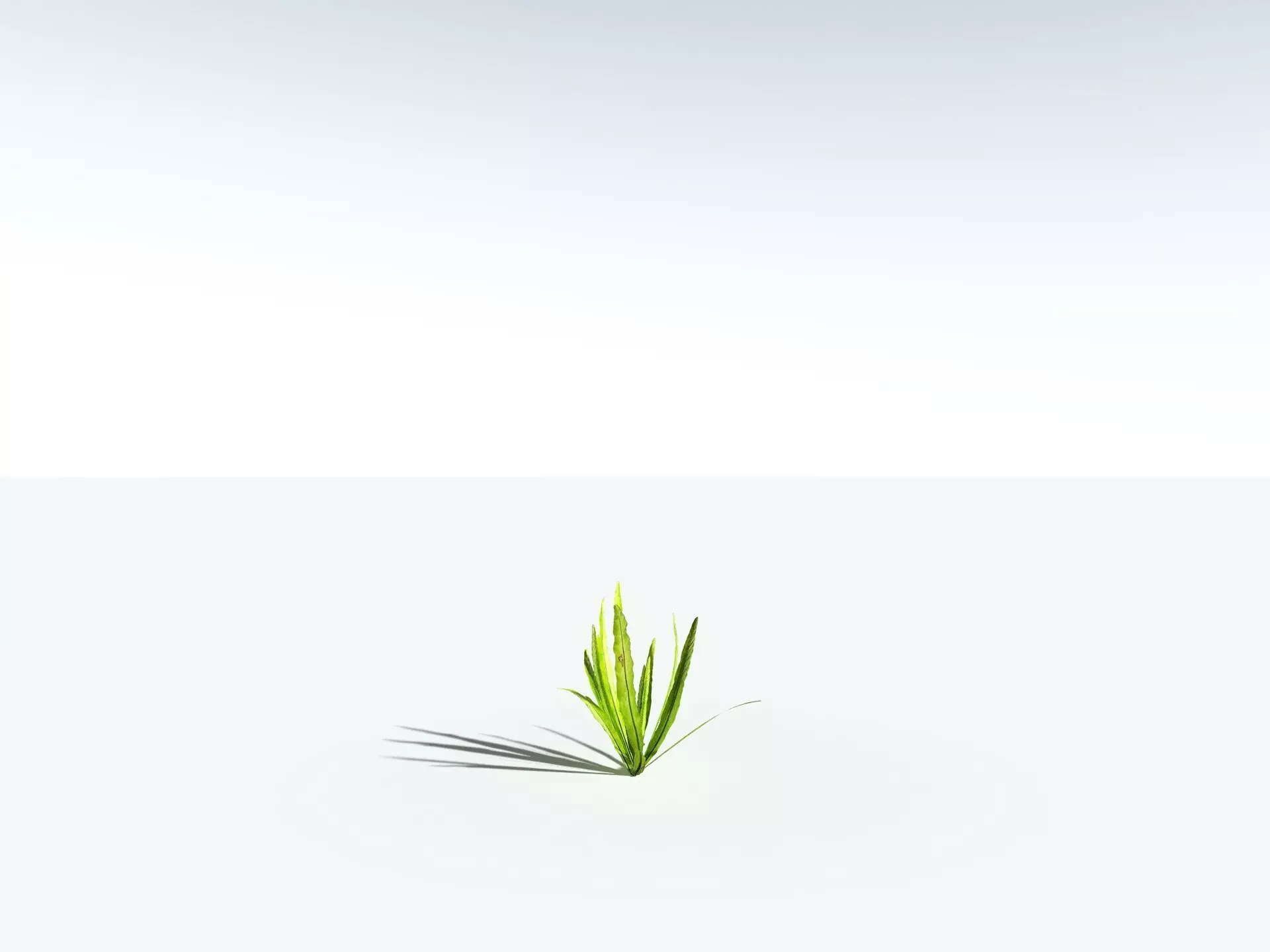 EVERYPlant Birds Nest Fern 3D model_26