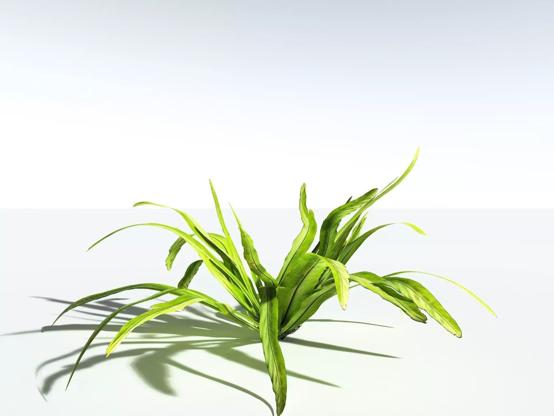 EVERYPlant Birds Nest Fern 3D model_8