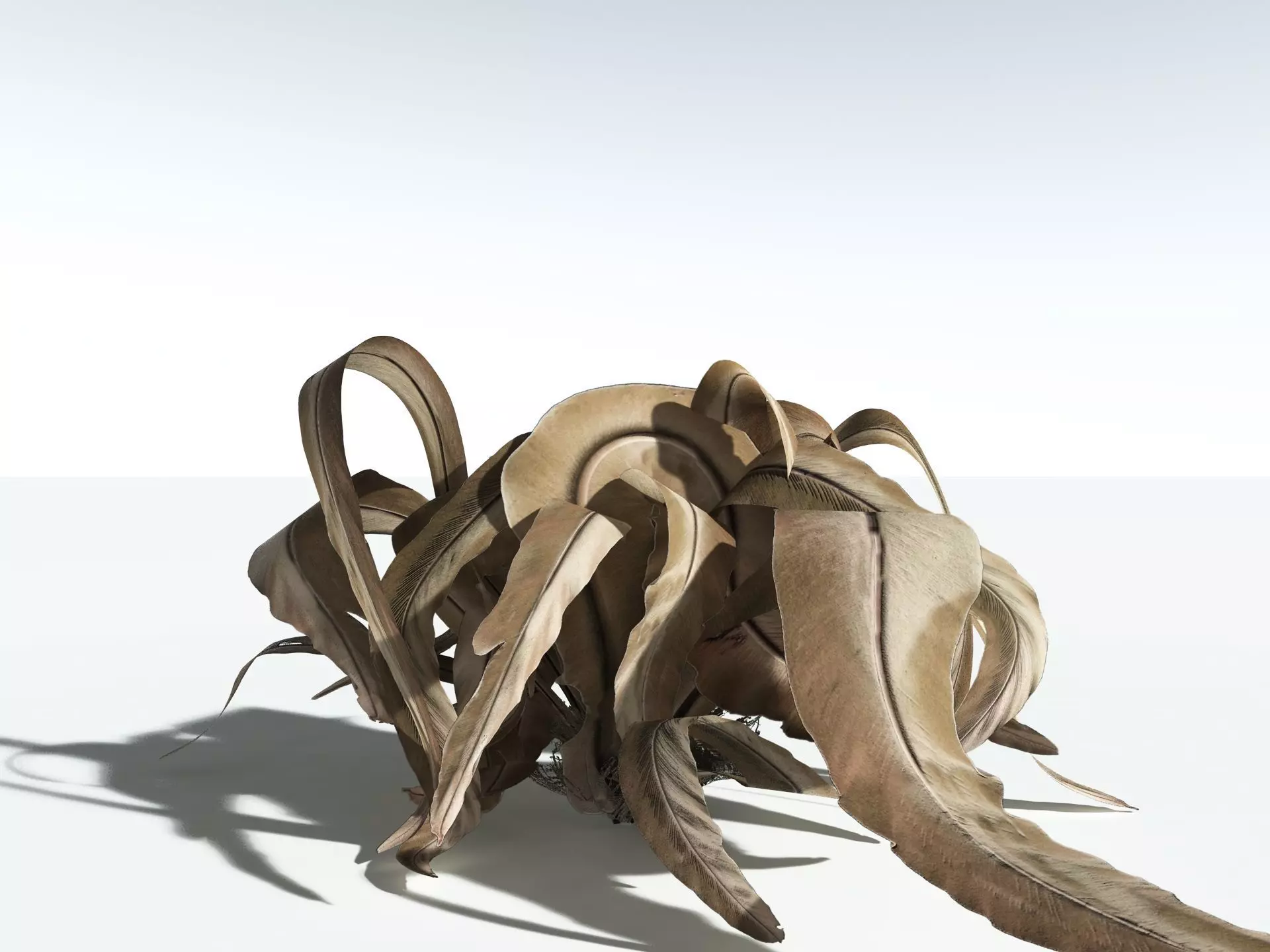 EVERYPlant Birds Nest Fern 3D model_19