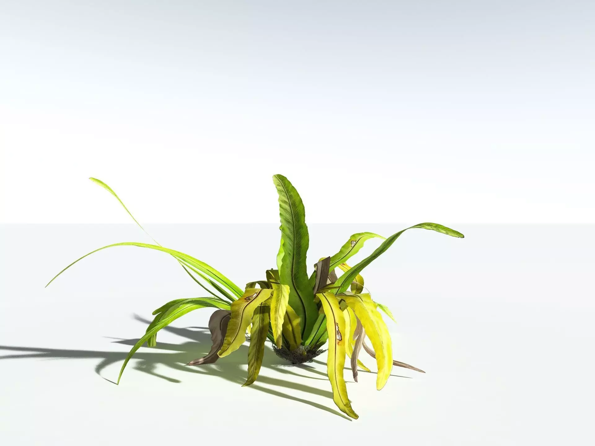 EVERYPlant Birds Nest Fern 3D model_14