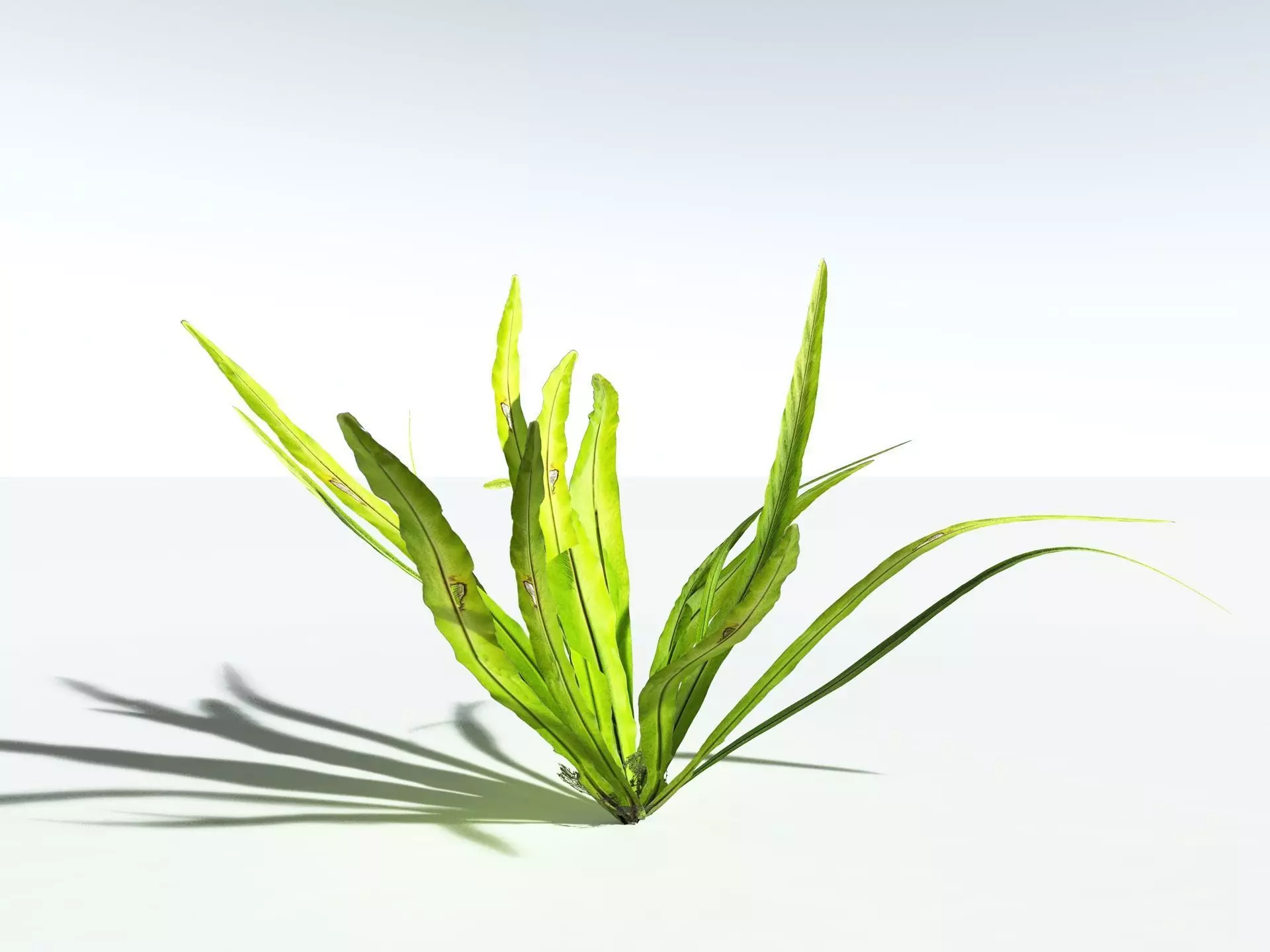 EVERYPlant Birds Nest Fern 3D model_25