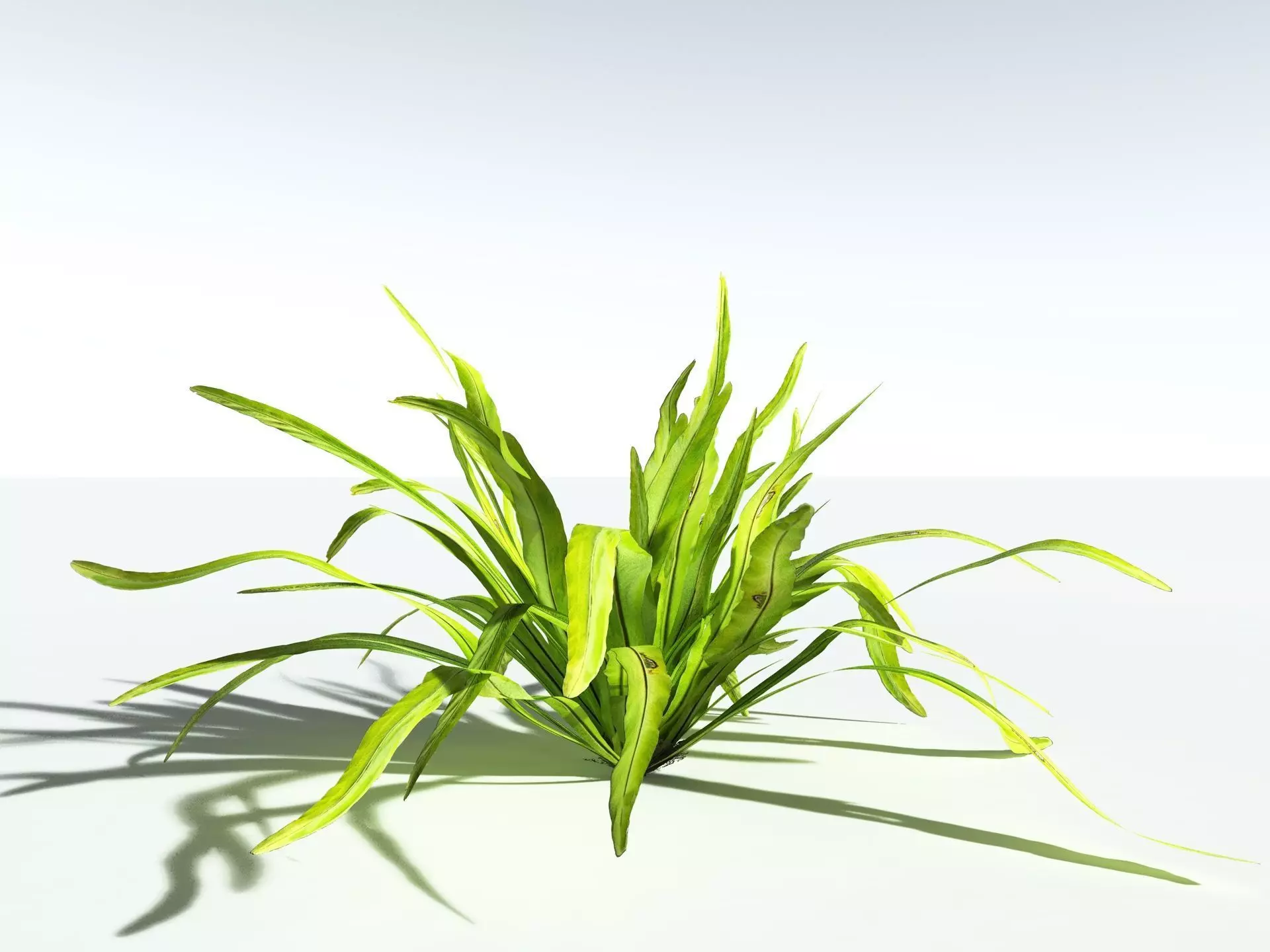 EVERYPlant Birds Nest Fern 3D model_0