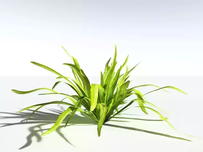 EVERYPlant Birds Nest Fern