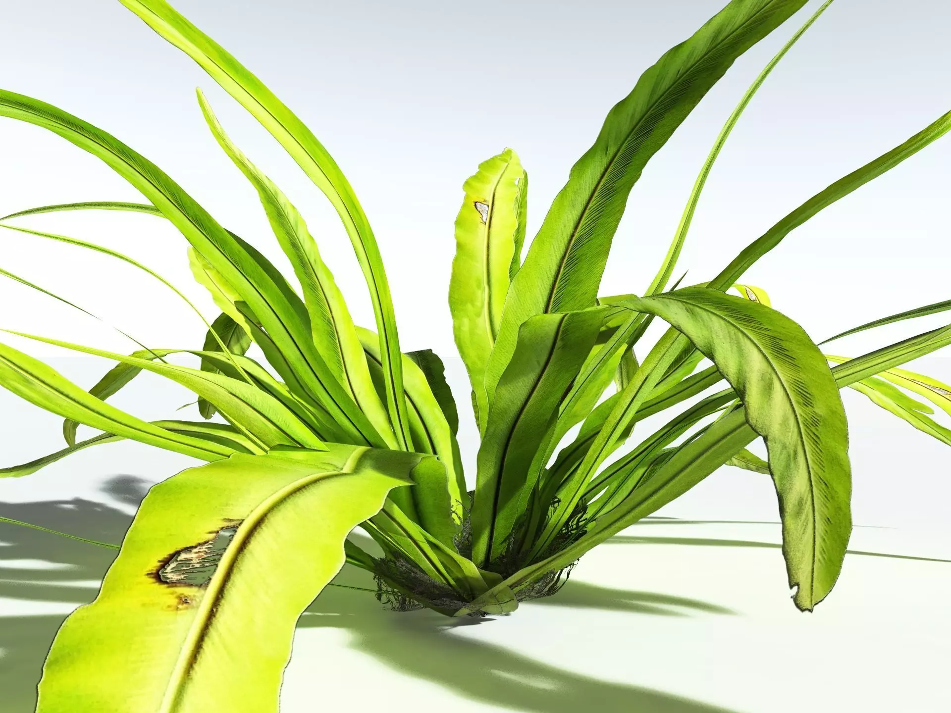 EVERYPlant Birds Nest Fern 3D model_21