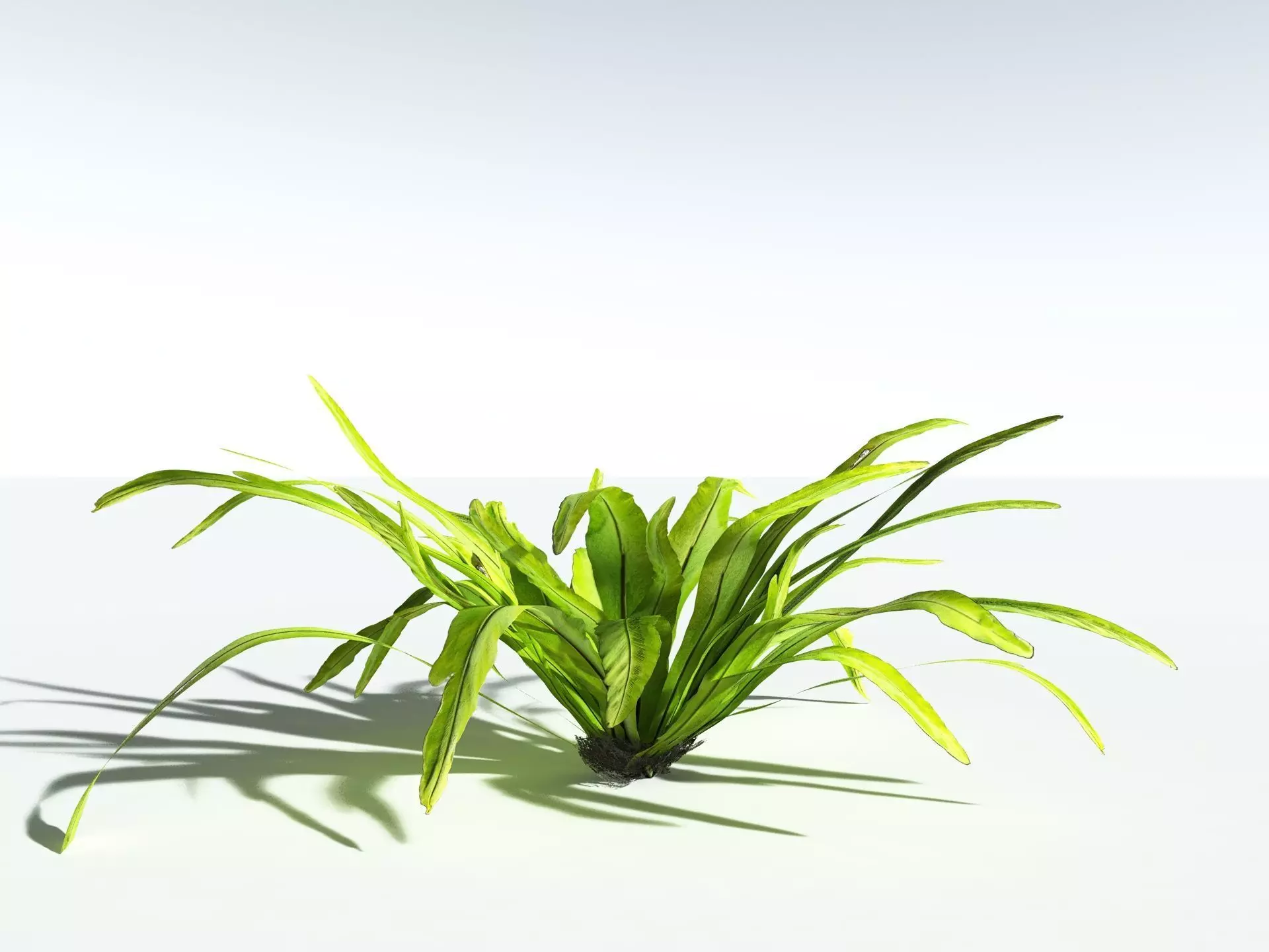 EVERYPlant Birds Nest Fern 3D model_10