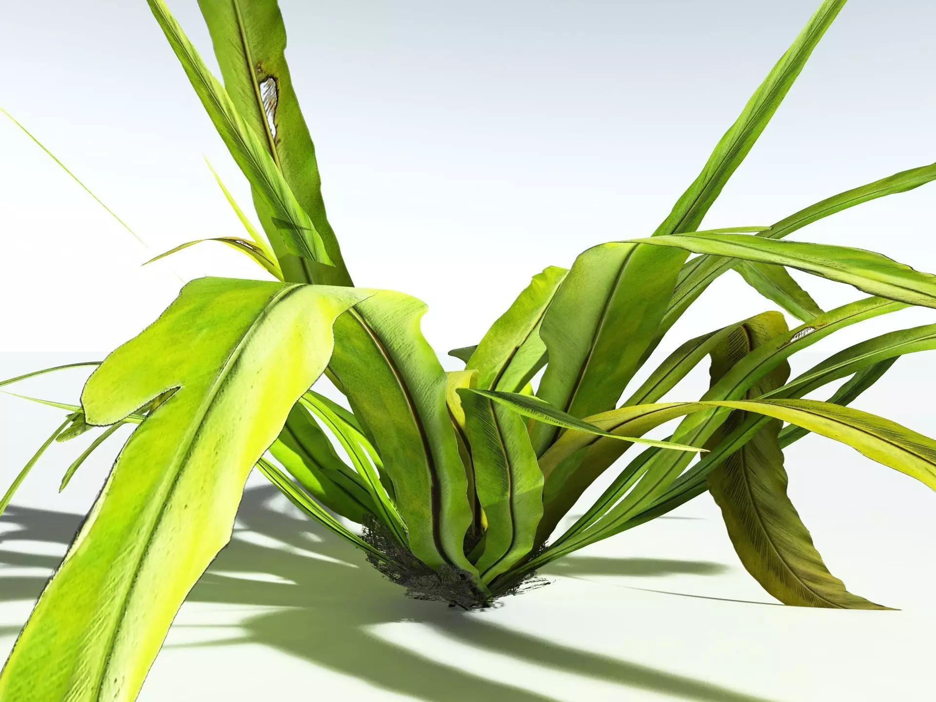 EVERYPlant Birds Nest Fern 3D model_13