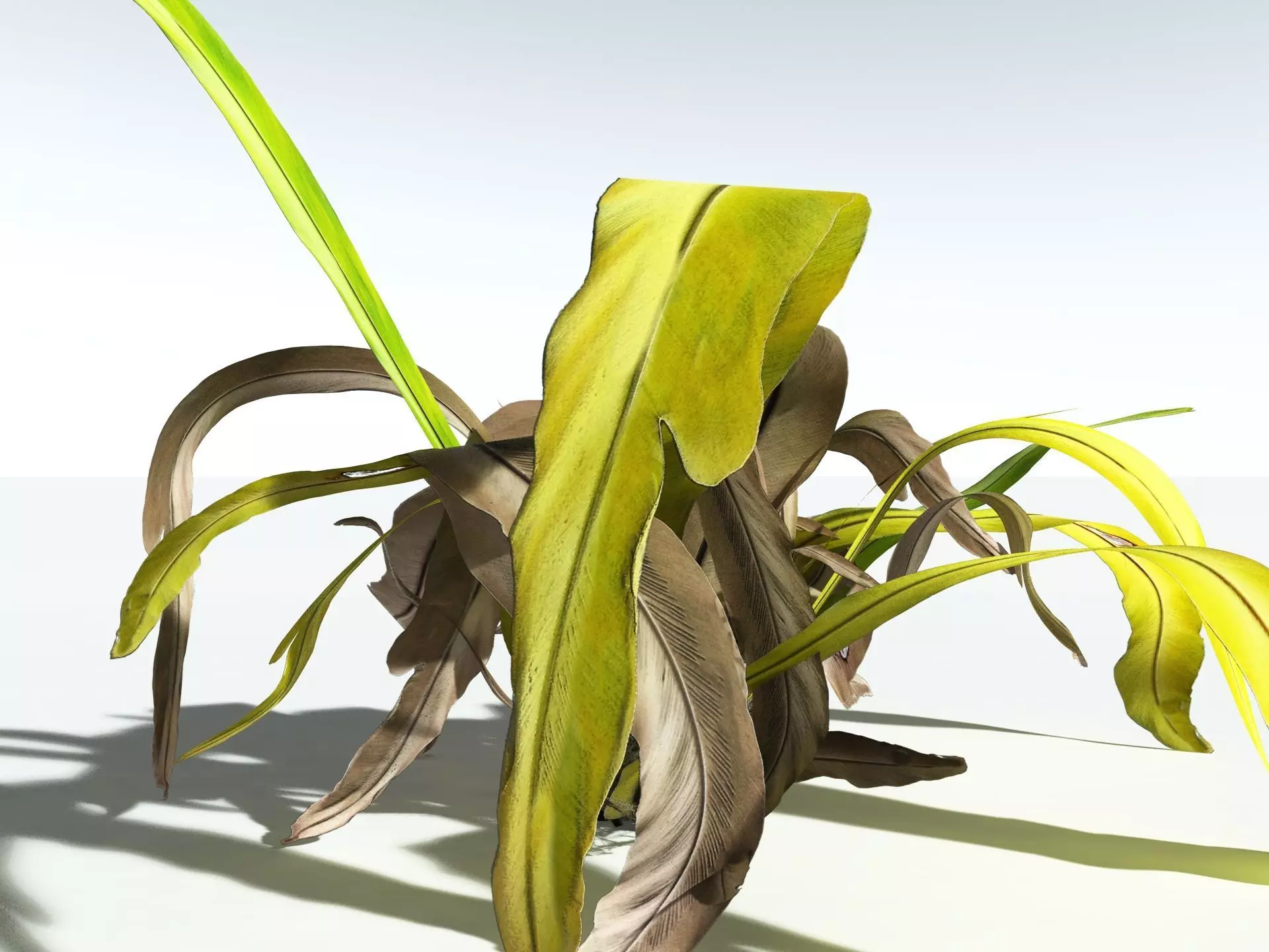 EVERYPlant Birds Nest Fern 3D model_17
