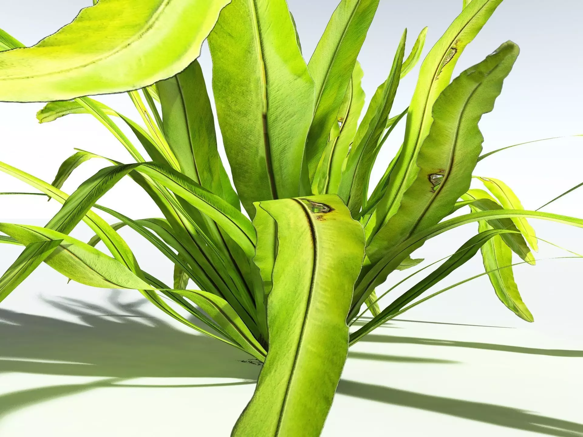 EVERYPlant Birds Nest Fern 3D model_1
