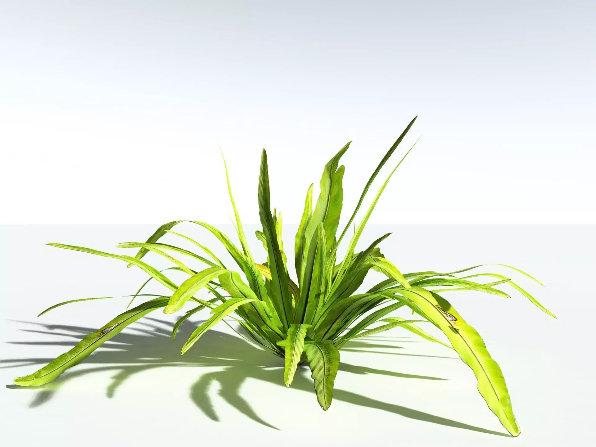 EVERYPlant Birds Nest Fern 3D model_4