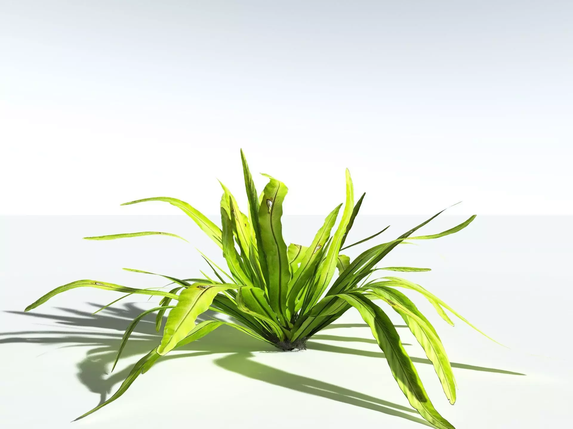 EVERYPlant Birds Nest Fern 3D model_6