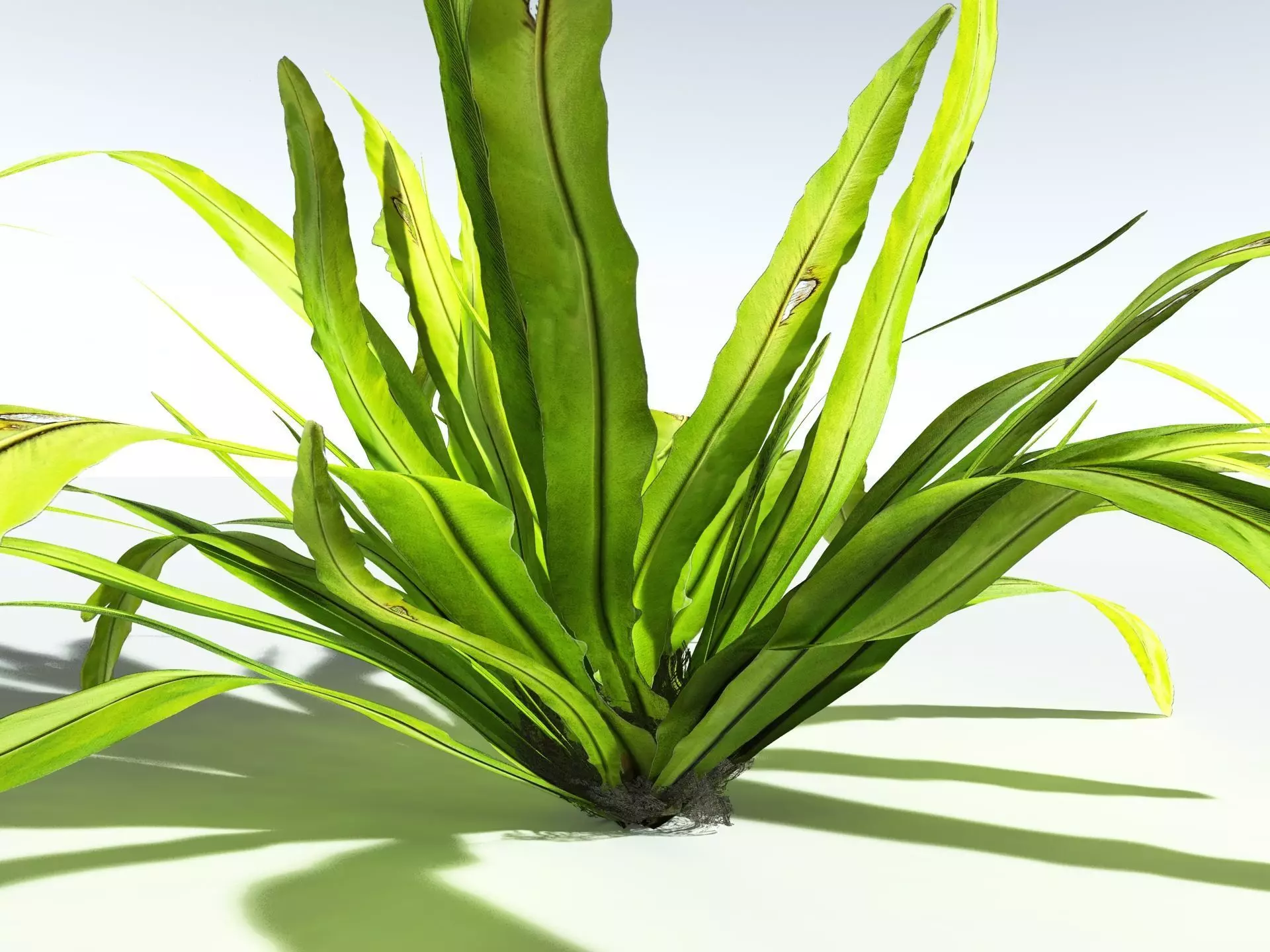 EVERYPlant Birds Nest Fern 3D model_7