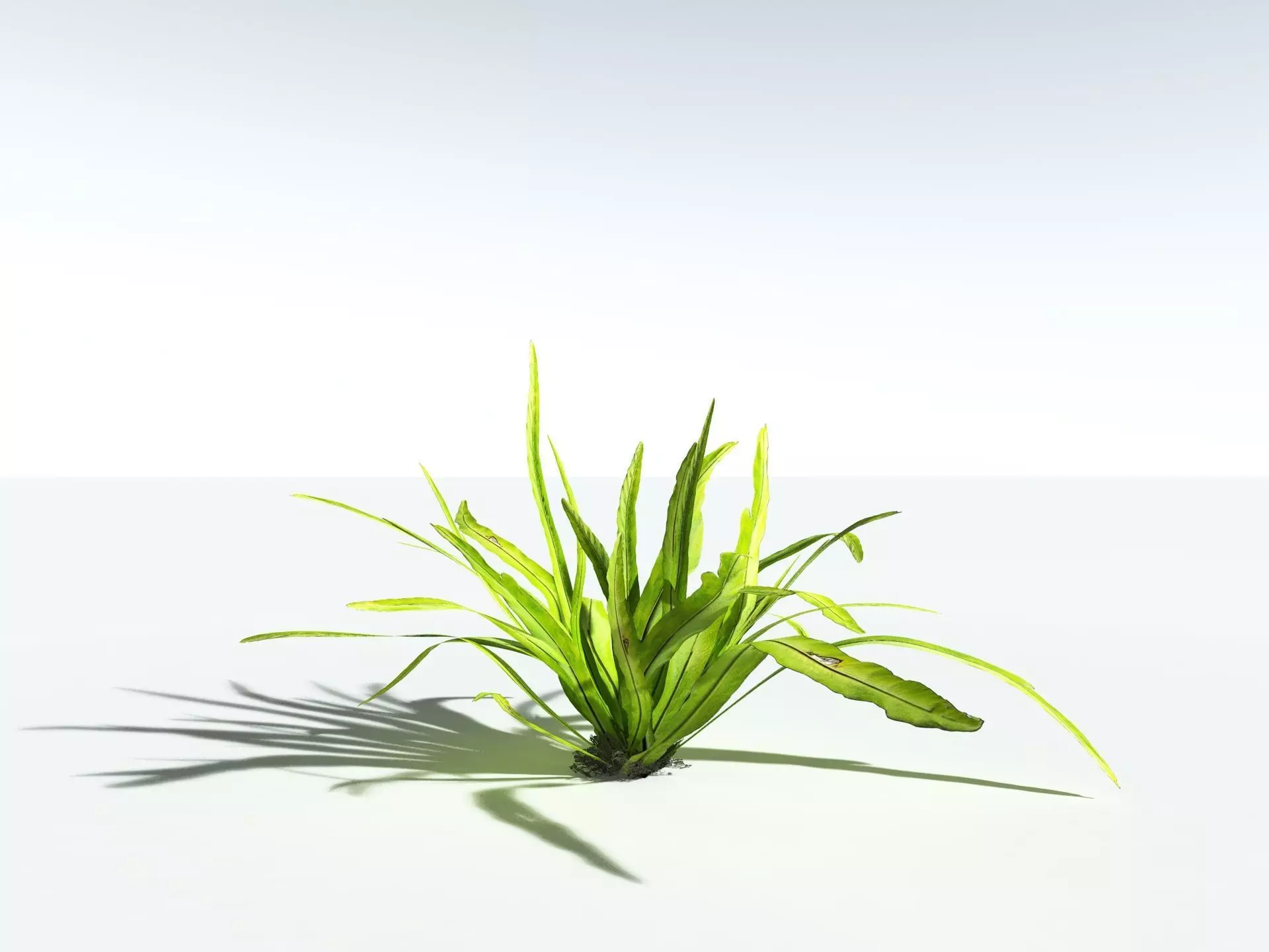 EVERYPlant Birds Nest Fern 3D model_22
