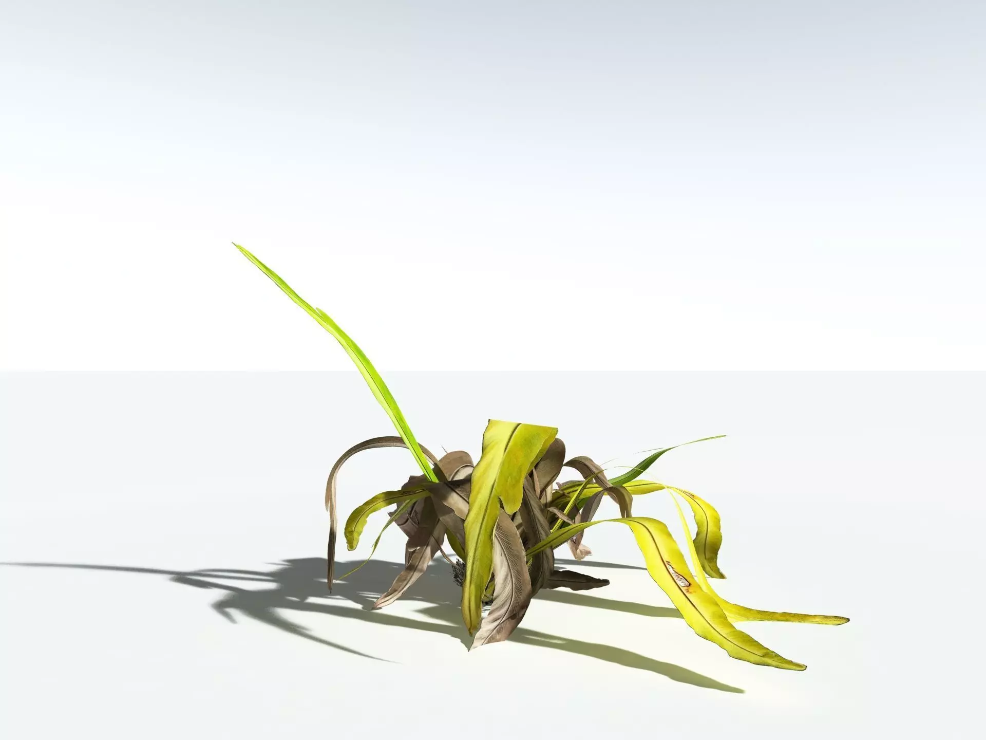 EVERYPlant Birds Nest Fern 3D model_16