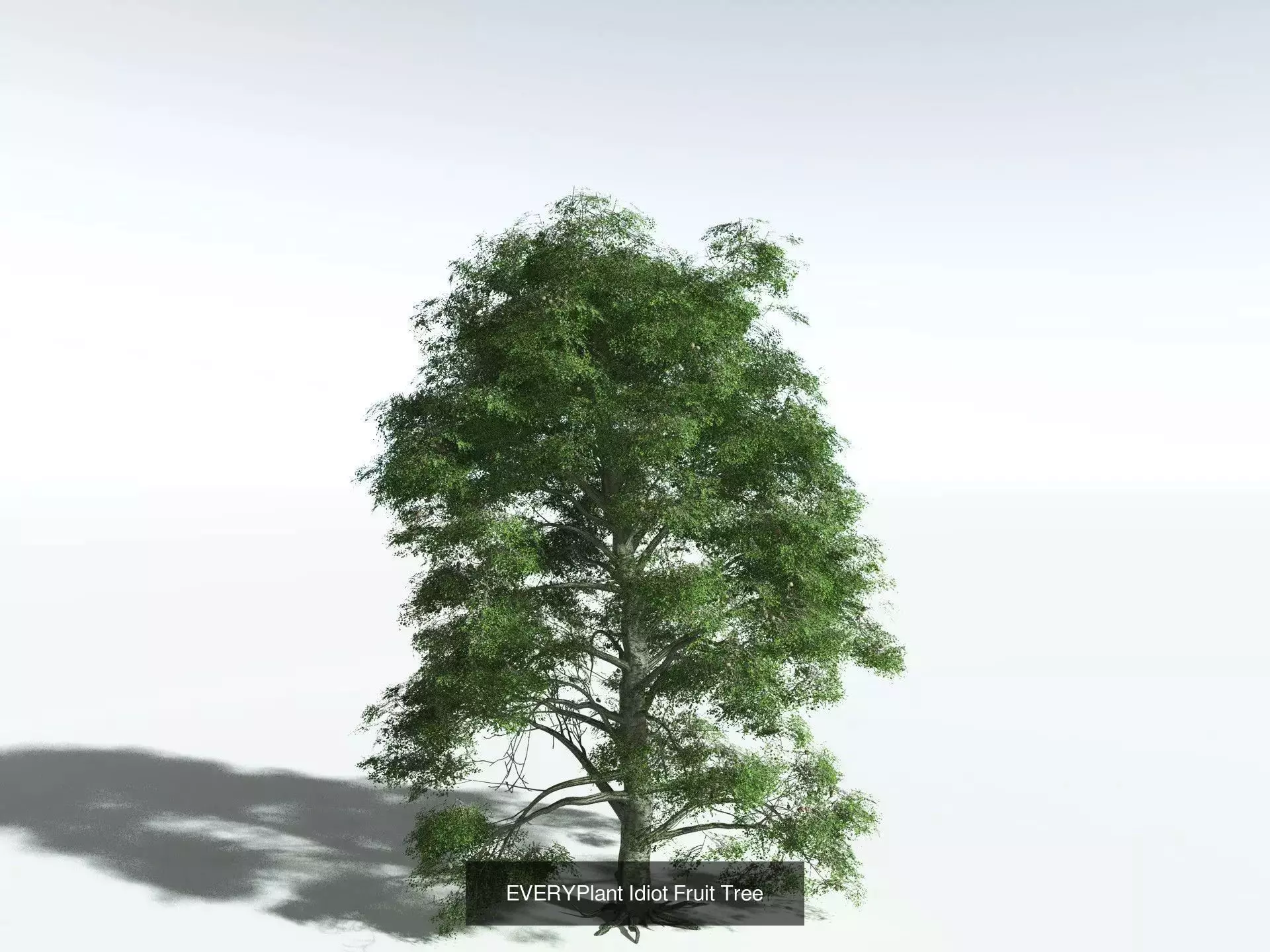 EVERYPlant Daintree Rainforest Biome 3D Model Collection_3